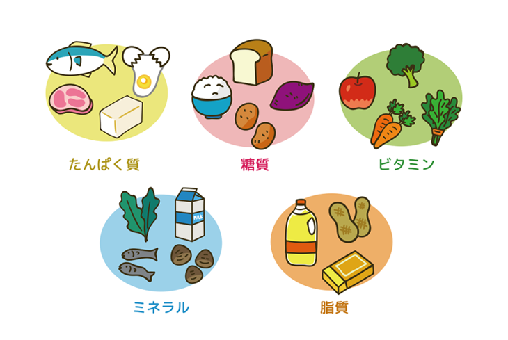 5大栄養素とは?それぞれの役割や含まれる食品などを紹介